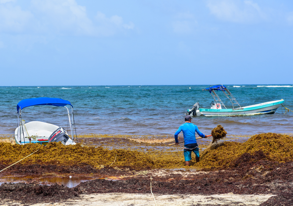 El lado sostenible del sargazo: qué se hace con el sargazo que recogen en las playas . Noticias en tiempo real