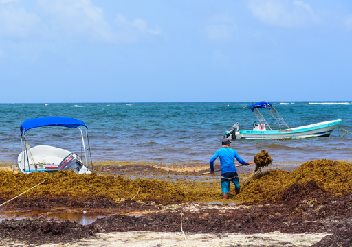 El lado sostenible del sargazo: qué se hace con esta alga que recogen en las playas