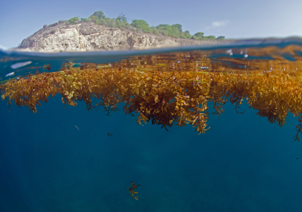 crisis ambiental; Caribe mexicano; crisis costera; ecosistema marino; contaminacion crisis ambiental; Caribe mexicano; crisis costera; ecosistema marino; contaminacion