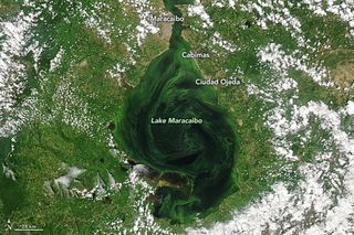 El lago Maracaibo se está asfixiando con mareas negras y algas