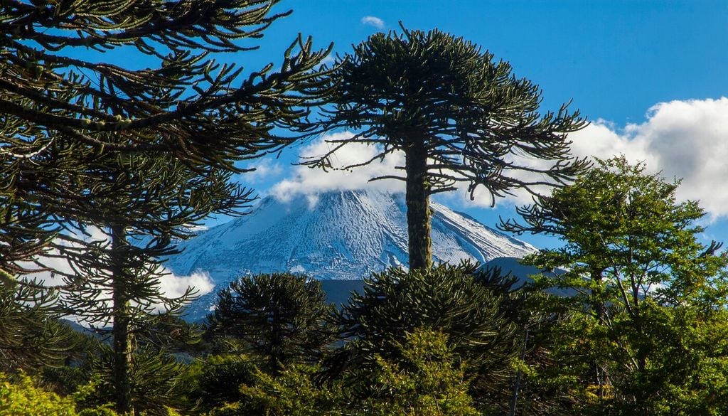 Bajo las copas de la araucaria, el suelo se llena de piñones tras meses de lento desarrollo en el árbol.