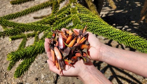El largo viaje del pi&ntilde;&oacute;n: por qu&eacute; el fruto de la araucaria tarda a&ntilde;os en completar su ciclo