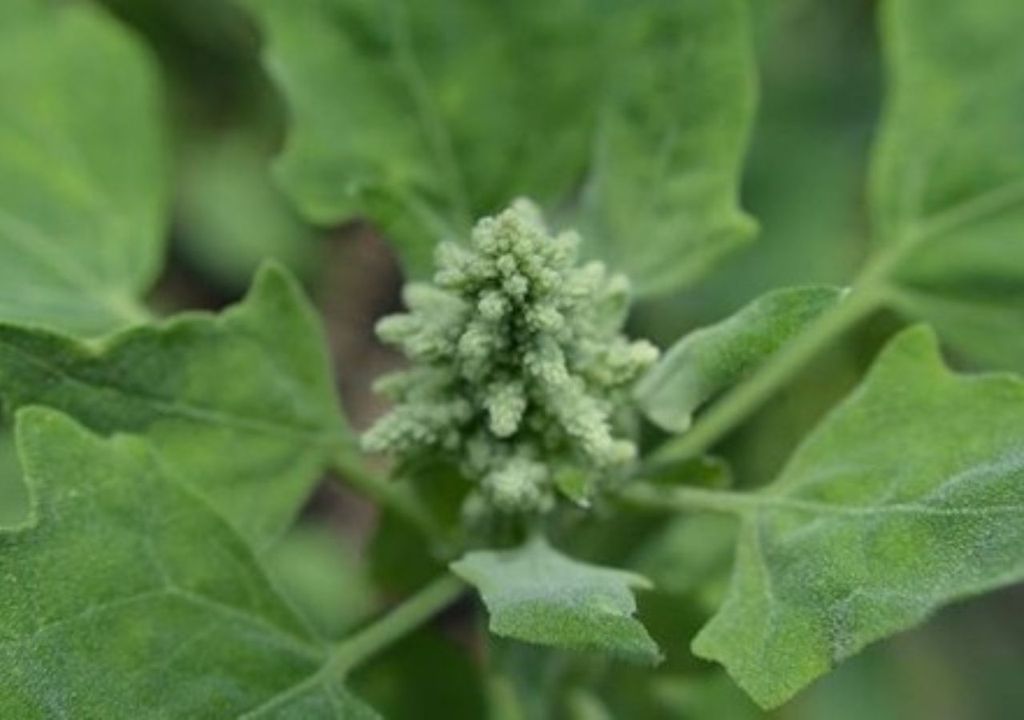 Planta de quinoa
