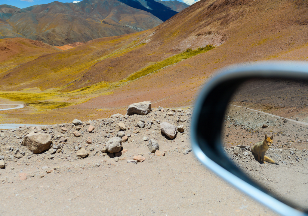 Al acercarse a caminos y vehículos, el zorro culpeo puede perder su conducta natural si es alimentado por personas, aumentando riesgos para su salud y supervivencia. La mejor protección es no darle comida y respetar su espacio silvestre.