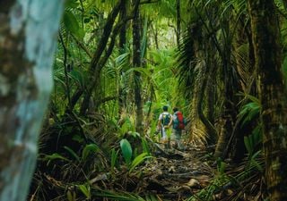 Este es el lugar "más intenso biológicamente" del planeta, según National Geographic