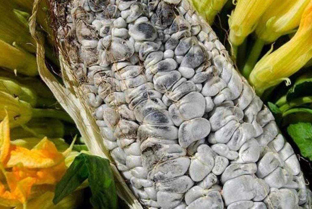 El huitlacoche, además de un exquisito sabor, contiene ácidos grasos esenciales. Foto cortesía Gobierno de México. El huitlacoche, además de un exquisito sabor, contiene ácidos grasos esenciales. Foto cortesía Gobierno de M��xico.