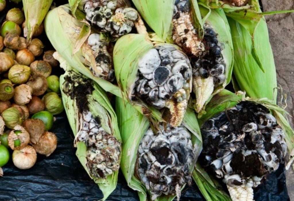 Un kilo de huitlacoche cuesta lo que 12 kilos de maíz. Un kilo de huitlacoche cuesta lo que 12 kilos de maíz.
