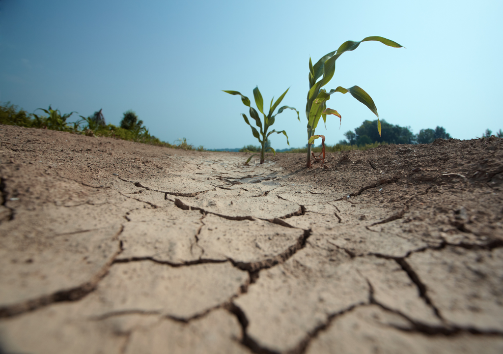 La irregularidad de las lluvias afecta directamente a los suelos agrícolas, donde la falta de agua y los ciclos cada vez más secos dificultan la recuperación natural de las cuencas. La irregularidad de las lluvias afecta directamente a los suelos agrícolas, donde la falta de agua y los ciclos cada vez más secos dificultan la recuperación natural de las cuencas.