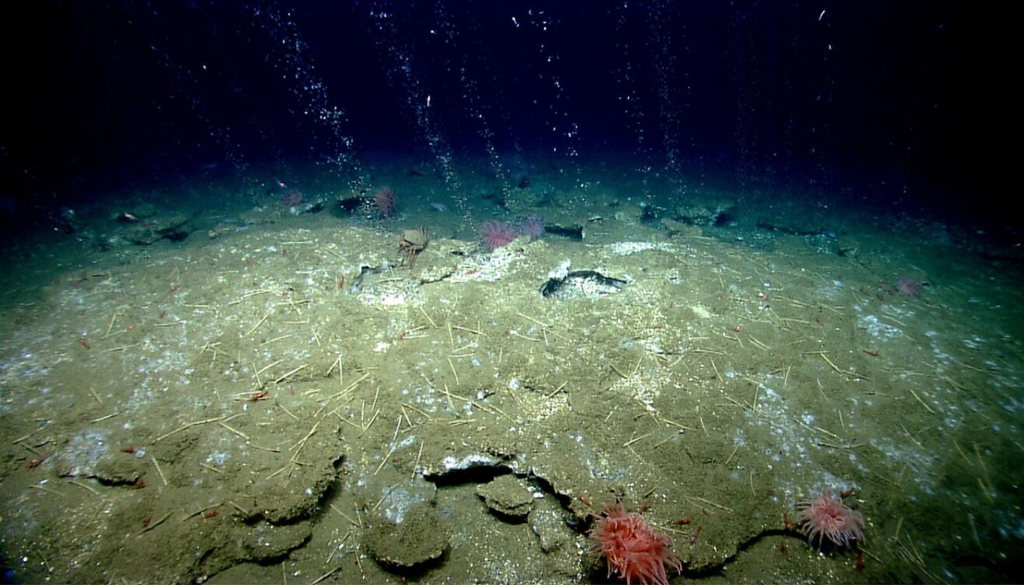 Fugas de metano emergen desde el fondo marino en forma de burbujas, revelando puntos donde el gas escapa desde los sedimentos hacia la columna de agua. Crédito: USGS.