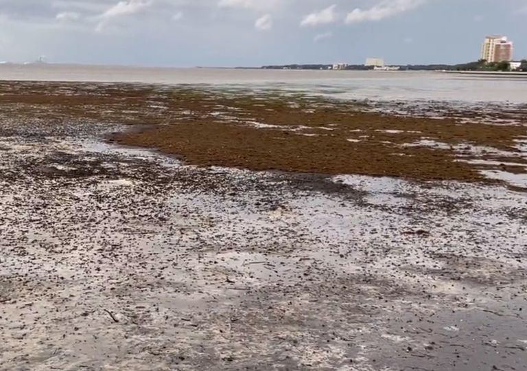¡El mar se retira en Florida antes de la llegada de Ian! Las imágenes ¡El mar se retira en Florida antes de la llegada de Ian! Las imágenes