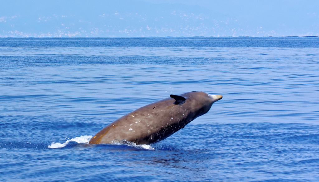 Los zifios, o ballenas picudas, son cetáceos capaces de realizar inmersiones profundas; sus restos actuales y fósiles ayudan a reconstruir millones de años de evolución marina.