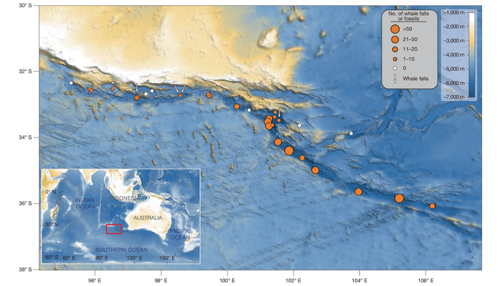 Mapa de la Zona Diamantina, en el océano Índico, donde se concentraron los fósiles y restos de ballenas hallados en el fondo marino. Crédito: Wiley / CC BY 4.0.