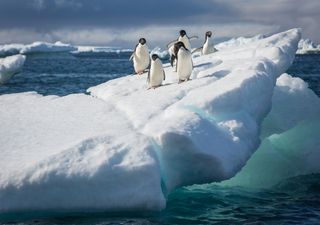 El mayor iceberg del mundo comenzó a moverse después de más de 30 años de estar encallado
