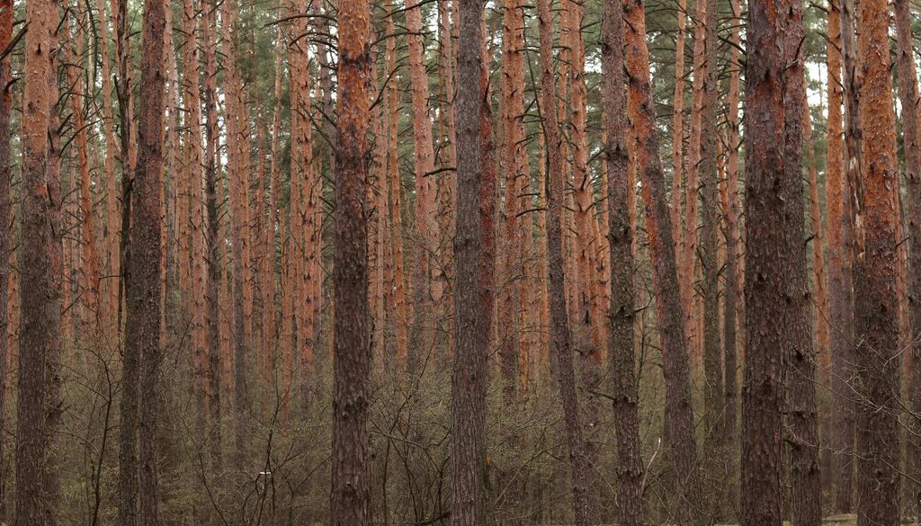 Pinos Los vecinos participan en el sistema comunal conocido como la Suerte de Pinos, una práctica cuyos orígenes se remontan a la Edad Media