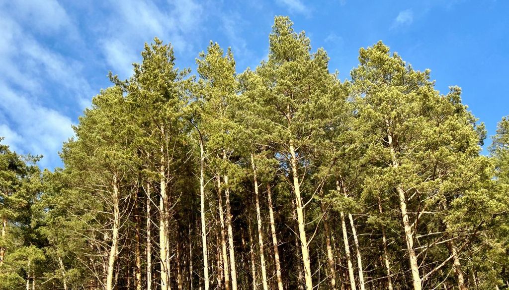 Pinos A medida que aumenta la vegetación acumulada, también crece la cantidad de combustible disponible para alimentar incendios