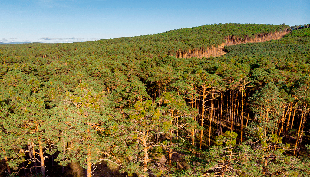 La comarca de Pinares tiene una inmensa masa forestal de más de 100.000 hectáreas que lleva décadas sin sufrir grandes incendios