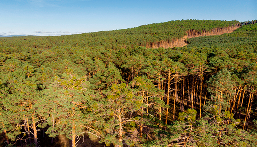 El mayor pinar de Espa&ntilde;a previene los grandes incendios con una gesti&oacute;n forestal de origen medieval