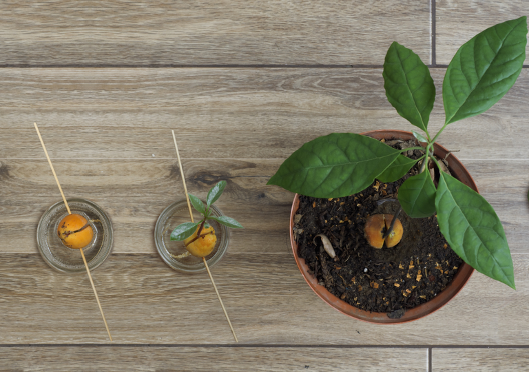 El método infalible para tener tu propio árbol de aguacate en casa usando solo un vaso de agua y tres palillos