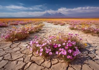 El milagro de vivir sin agua: las increíbles estrategias de las plantas del desierto más árido