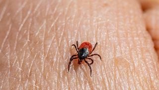 Sanidad explica c&oacute;mo se transmite la fiebre de Crimea-Congo: de la picadura de garrapata al contagio directo