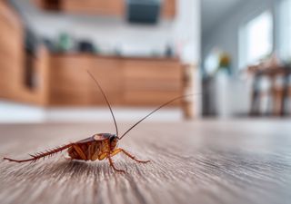 El misterio de las cucarachas: por qué aparecen de noche, huyen antes de que las veas y qué las atrae del ser humano