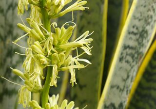 El misterio de las flores en la lengua de la suegra: todo lo que necesitas saber
