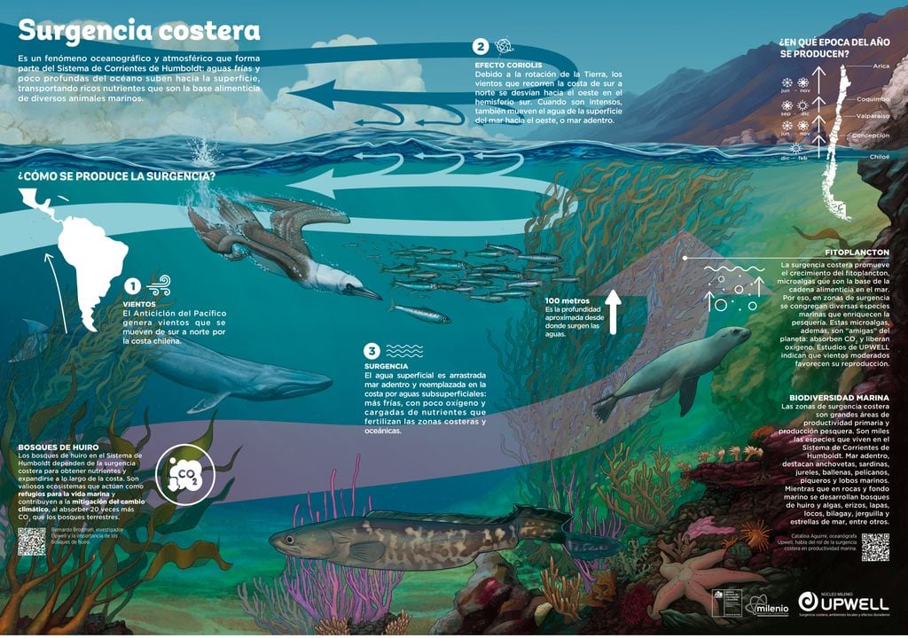 Esquema de la surgencia costera en Chile.
