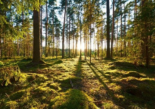 O mistério do carbono desaparecido: torre de Harvard mede a respiração das florestas desde 1989