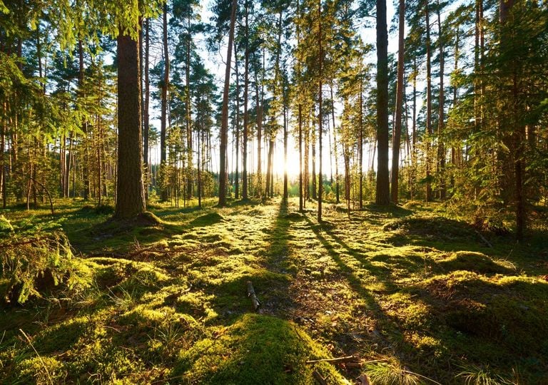 El misterio del carbono faltante: la torre de Harvard que mide la respiración de los bosques desde 1989 