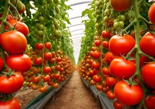 ¿Por qué los tomates ya no saben a tomate? El misterio del sabor perdido