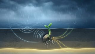 El MIT lo confirma: las plantas oyen caer las gotas y germinan hasta 40 % m&aacute;s r&aacute;pido