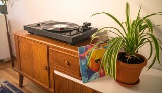 &ldquo;El mito de poner m&uacute;sica a las plantas&rdquo;: un experto da una respuesta cient&iacute;fica a los amantes de la jardiner&iacute;a
