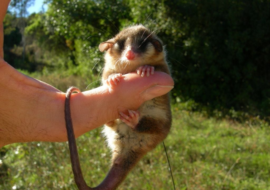 monito del monte Monito del monte. Imagen: Francisco Fontúrbel/ Fundación Huilo Huilo