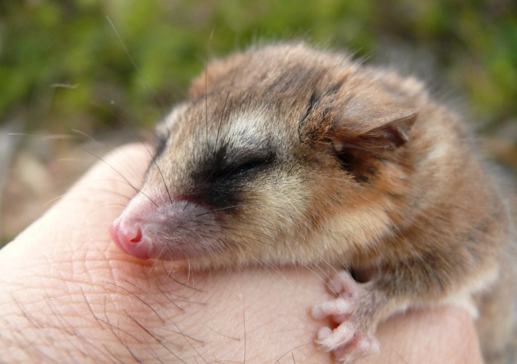 monito del monte Monito del monte. Imagen: Franciso Fontúrbel / Fundación Huilo Huilo