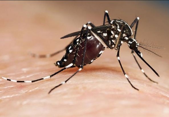 El mosquito tigre asiático en movimiento por el mundo