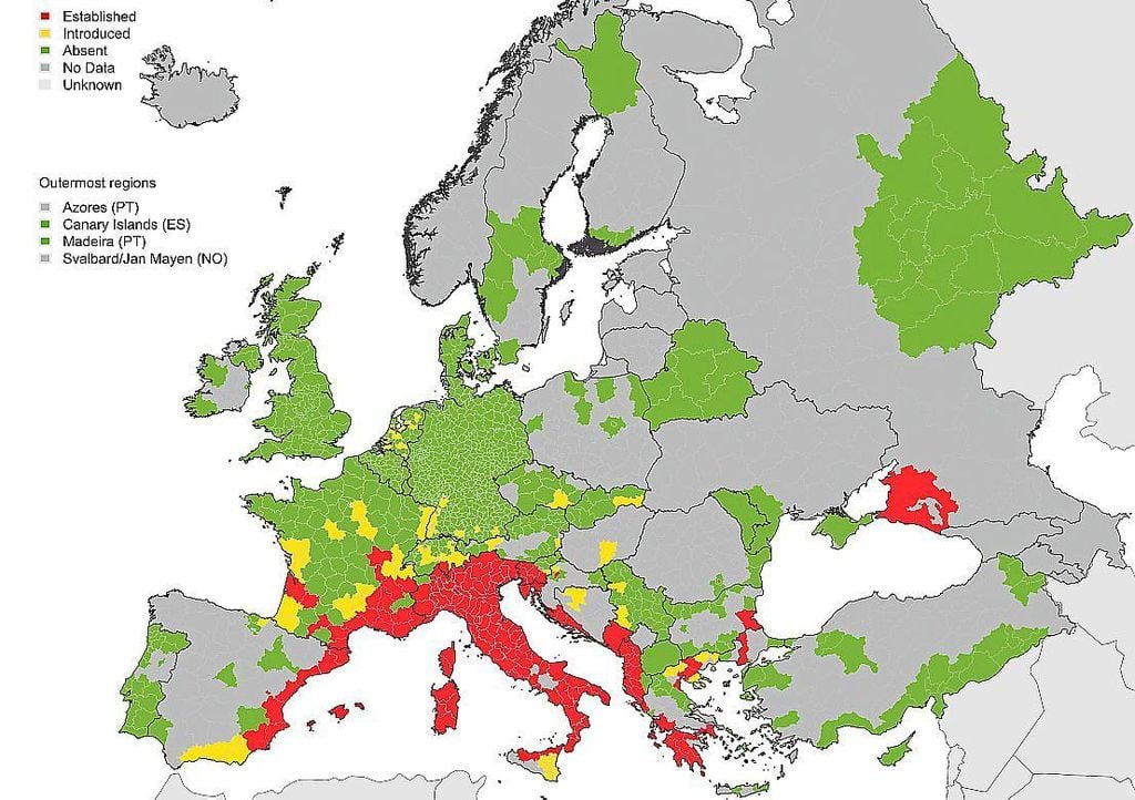 El Mosquito Tigre Asiático En Movimiento Por El Mundo El Mosquito Tigre Asiático En Movimiento Por El Mundo