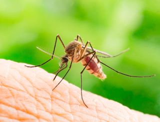 El mosquito tigre cada vez supone una amenaza mayor en Europa