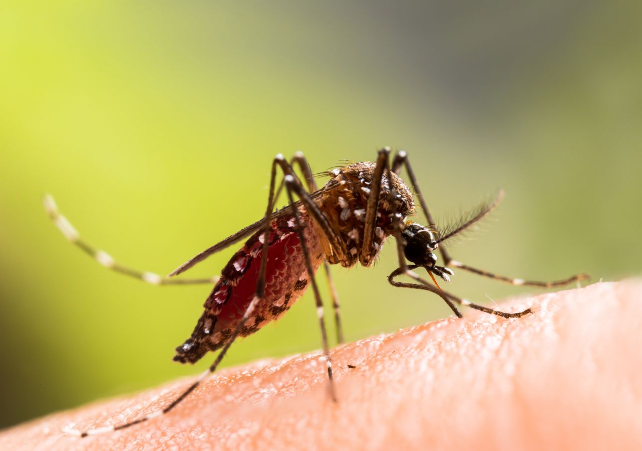 El mosquito tigre, una especie invasora procedente del sudeste asiático, parece encontrarse cómodo en zonas de Andalucía.
