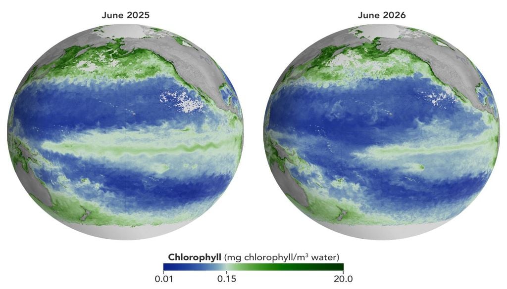 Las concentraciones de clorofila en el Pacífico ecuatorial se desvían de lo normal durante los eventos de El Niño. Estos mapas muestran las concentraciones promedio mensuales de clorofila para junio de 2025 (izquierda), en condiciones neutras, y junio de 2026 (derecha), durante el fortalecimiento de El Niño. Los datos provienen del instrumento OCI (Ocean Color Instrument) del satélite PACE (Plankton, Aerosol, Cloud, ocean Ecosystem) de la NASA y se basan en mediciones de la luz verde y azul del océano reflejada hacia el sensor. Imágenes de NASA Earth Observatory por Michala Garrison.