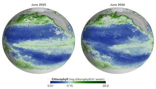 &iquest;C&oacute;mo El Ni&ntilde;o altera la vida marina en zonas del Pac&iacute;fico: nutrientes, clorofila, fitoplancton, etc.?