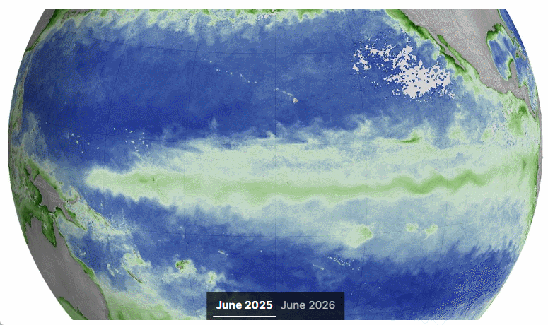 Las concentraciones de clorofila en el Pacífico ecuatorial se desvían de lo normal durante los eventos de El Niño. Estos mapas muestran las concentraciones promedio mensuales de clorofila para junio de 2025, en condiciones neutras, y junio de 2026, durante el fortalecimiento de El Niño. Los datos provienen del instrumento OCI (Ocean Color Instrument) del satélite PACE (Plankton, Aerosol, Cloud, ocean Ecosystem) de la NASA y se basan en mediciones de la luz verde y azul del océano reflejada hacia el sensor. Imágenes de NASA Earth Observatory por Michala Garrison.