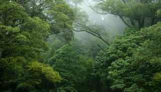 El Ni&ntilde;o apaga el sumidero de carbono de los bosques sudamericanos: por qu&eacute; 2026 preocupa a los cient&iacute;ficos