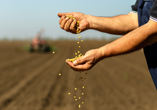 El Niño afeta safra de soja: SLC Agrícola deve focar no plantio do algodão para reduzir os prejuízos da falta de chuva