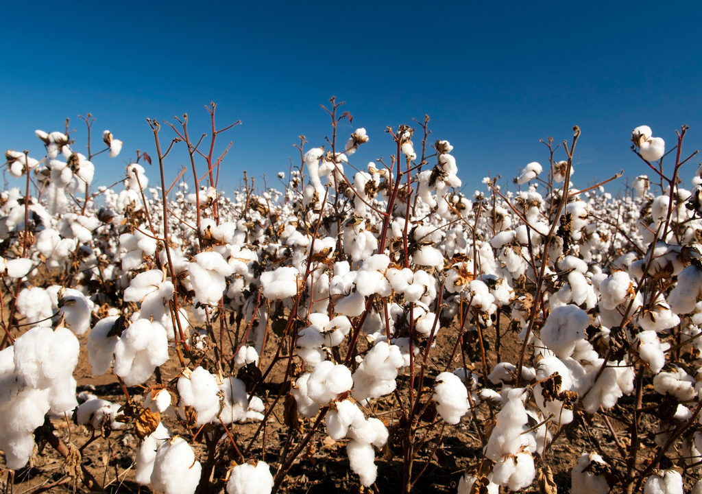 algodão