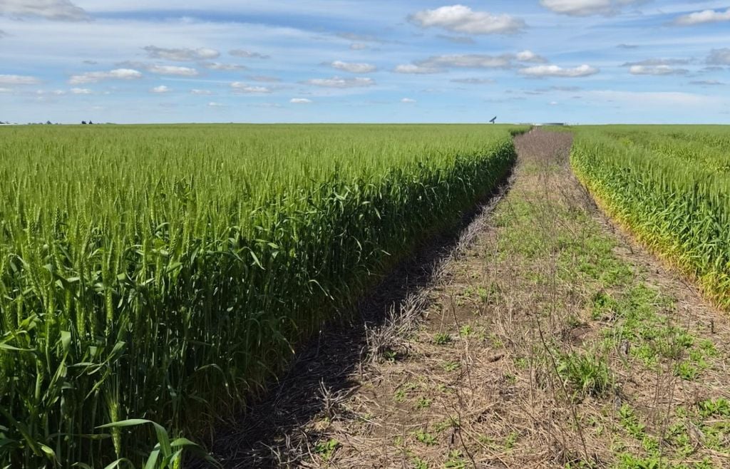 Lote de trigo en espigazón, en la localidad de Enrique Carbó, provincia de Entre Ríos. Gentileza: Luis Tronco, para el Panorama Agrícola Semanal de la Bolsa de Cereales de Buenos Aires