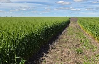 El Ni&ntilde;o empez&oacute; a cambiar la campa&ntilde;a agr&iacute;cola: las lluvias llegaron justo para el trigo y aceleran la siembra