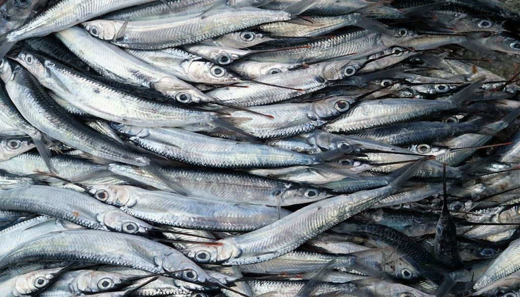 Anchoveta El gobierno de Perú ha decidido suspender la pesca de anchoveta. La decisión se adopta bajo el enfoque precautorio para resguardar la sostenibilidad de la principal pesquería del país ante la alta vulnerabilidad del stock y la intensificación de condiciones cálidas.