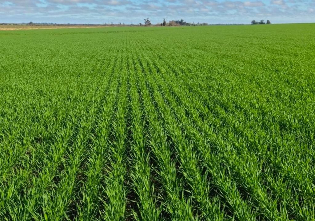 trigo Trigo en macollaje, sembrado en la localidad de Enrique Carbó, provincia de Entre Rios. Gentileza: Luis Tronco, para la Bolsa de Cereales de Buenos Aires.
