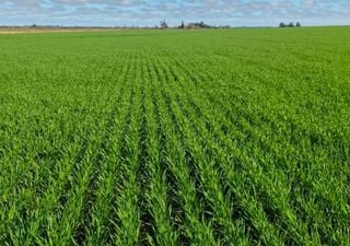 El Ni&ntilde;o marca el rumbo de la campa&ntilde;a 2026/27 mientras concluye la siembra de trigo y comienza la de girasol