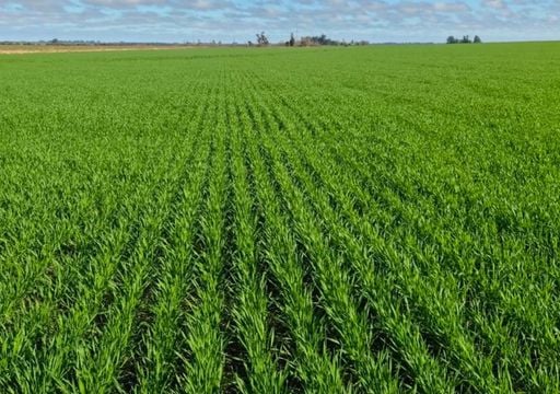 El Ni&ntilde;o marca el rumbo de la campa&ntilde;a 2026/27 mientras concluye la siembra de trigo y comienza la de girasol